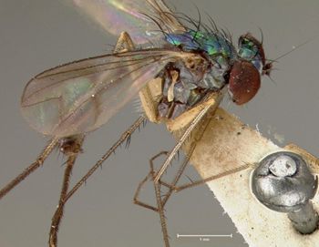 Media type: image;   Entomology 15990 Aspect: habitus lateral view